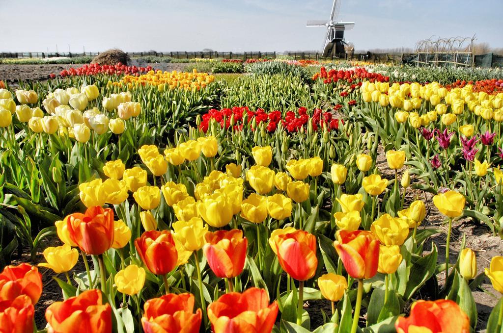 Buitenplaats Witte Raaf Aan Zee โนร์ดวิก ภายนอก รูปภาพ